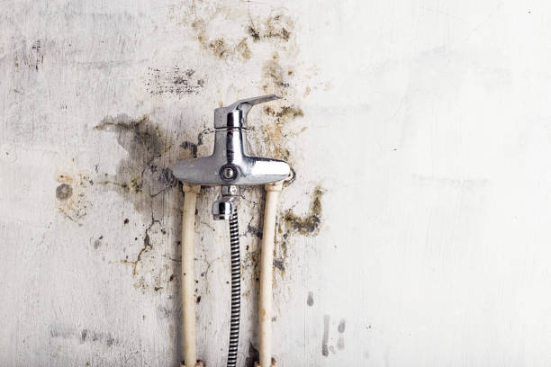 Best Industrial Mold Remediation in Elephant Butte, NM
