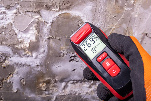 Best Kitchen Mold Remediation in Elephant Butte, NM